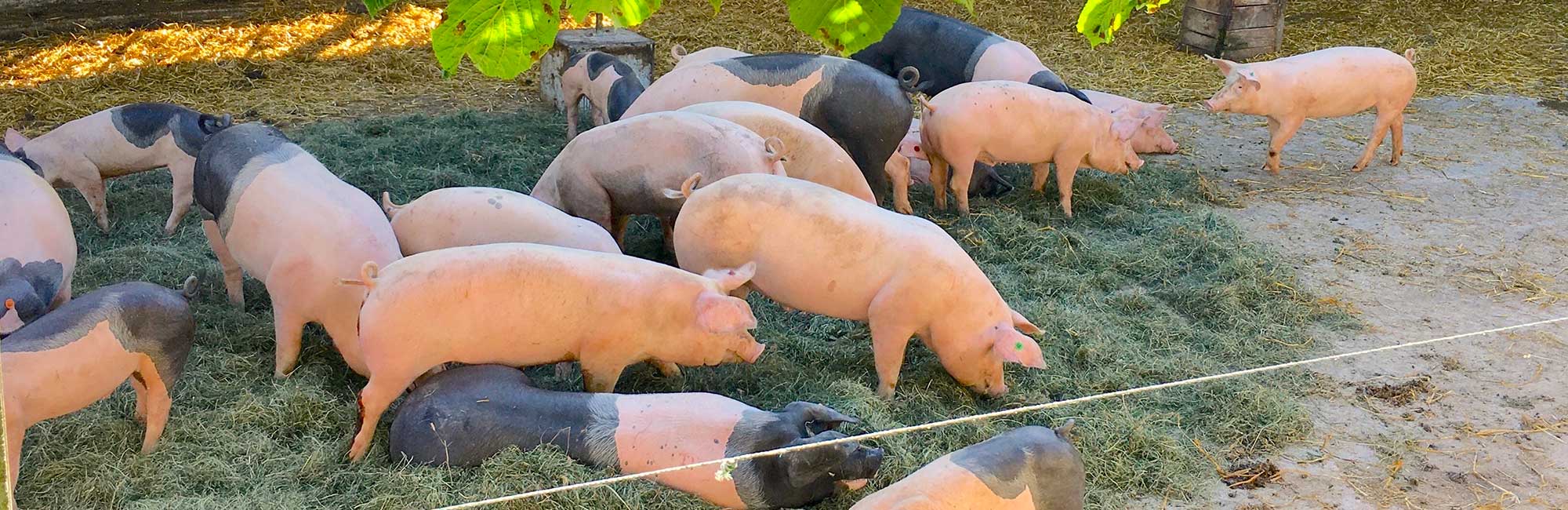 Schweine auf der Weidefläche des Lehenhofs