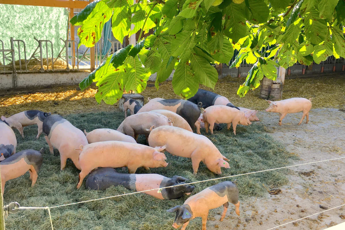 Schweine auf der Weidefläche des Lehenhofs